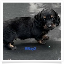 Missy's AKC Black & Tan Longhair Male Miniature Dachshund Puppy