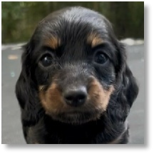 Missy's AKC Black & Tan Longhair Female Miniature Dachshund Puppy