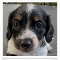 Missy's AKC Black & Tan Piebald Longhair Female Miniature Dachshund Puppy
