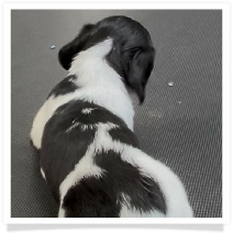 Missy's AKC Black & Tan Piebald Longhair Female Miniature Dachshund Puppy