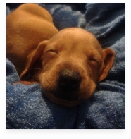 Brownie the Red Miniature Dachshund in Her Happy Home!