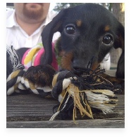 Liberty Belle the Black and Tan Miniature Dachshund in Her Happy Home!