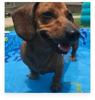 Ollie the Red Miniature Dachshund in His Happy Home!