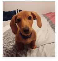 Ollie the Red Miniature Dachshund in His Happy Home!