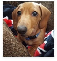 Ollie the Red Miniature Dachshund in His Happy Home!
