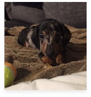  the Blue Dapple Miniature Dachshund in His Happy Home!