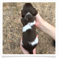 Pepper's CKC Chocolate & Tan Piebald Short Hair Male Miniature Dachshund Puppy