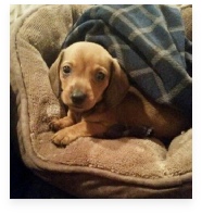 Pickles the Red Miniature Dachshund in His Happy Home!