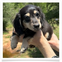 Princess' AKC & CKC Black & Cream Longhair Female Miniature Dachshund Puppy
