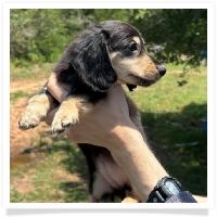 Princess' AKC & CKC Black & Cream Longhair Female Miniature Dachshund Puppy