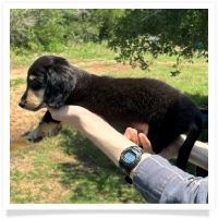 Princess' AKC & CKC Black & Cream Longhair Female Miniature Dachshund Puppy
