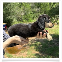 Princess' AKC & CKC Black & Cream Longhair Female Miniature Dachshund Puppy