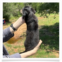 Princess' AKC & CKC Black & Cream Longhair Female Miniature Dachshund Puppy