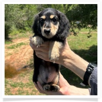 Princess' AKC & CKC Black and Cream Longhair Male Miniature Dachshund Puppy
