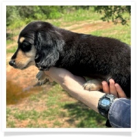 Princess' AKC & CKC Black and Cream Longhair Male Miniature Dachshund Puppy