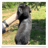 Princess' AKC & CKC Black and Cream Longhair Male Miniature Dachshund Puppy