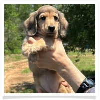 Princess' AKC & CKC Shaded English Cream Longhair Female Miniature Dachshund Puppy
