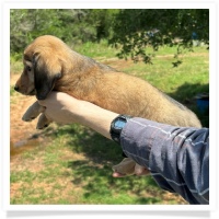 Princess' AKC & CKC Shaded English Cream Longhair Female Miniature Dachshund Puppy