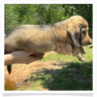 Princess' AKC & CKC Shaded English Cream Longhair Female Miniature Dachshund Puppy