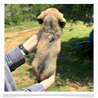 Princess' AKC & CKC Shaded English Cream Longhair Female Miniature Dachshund Puppy