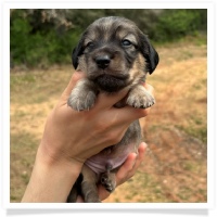 Princess' AKC & CKC Shaded English Cream Longhair Male Miniature Dachshund Puppy