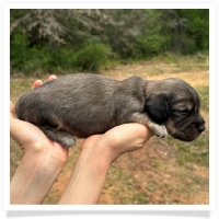 Princess' AKC & CKC Shaded English Cream Longhair Male Miniature Dachshund Puppy