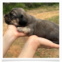 Princess' AKC & CKC Shaded English Cream Longhair Male Miniature Dachshund Puppy