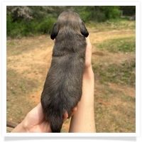 Princess' AKC & CKC Shaded English Cream Longhair Male Miniature Dachshund Puppy