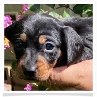 Queen's AKC Black & Tan Smooth Coat Female Miniature Dachshund Puppy