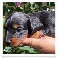 Queen's AKC Black & Tan Longhair Female Miniature Dachshund Puppy