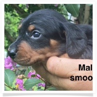 Queen's AKC Black & Tan Smooth Coat Male Miniature Dachshund Puppy