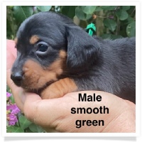 Queen's AKC Black & Tan Smooth Coat Male #2 (green collar) Miniature Dachshund Puppy