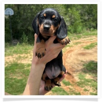 Rosie's CKC Black & Tan Short Hair Male Miniature Dachshund Puppy