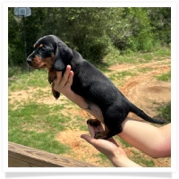Rosie's CKC Black & Tan Short Hair Male Miniature Dachshund Puppy