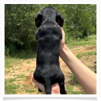 Rosie's CKC Black & Tan Short Hair Male Miniature Dachshund Puppy