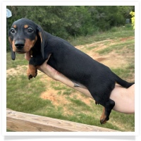 Rosie's CKC Black & Tan Short Hair Male Miniature Dachshund Puppy