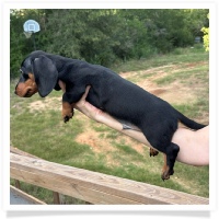 Rosie's CKC Black & Tan Short Hair Male Miniature Dachshund Puppy
