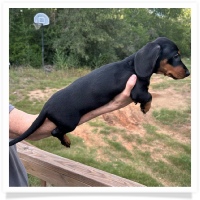 Rosie's CKC Black & Tan Short Hair Male Miniature Dachshund Puppy