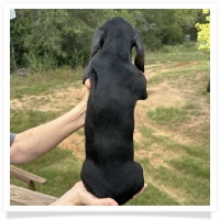 Rosie's CKC Black & Tan Short Hair Male Miniature Dachshund Puppy