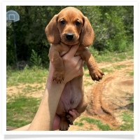 Rosie's CKC Red Short Hair Male with rear dew claws Miniature Dachshund Puppy