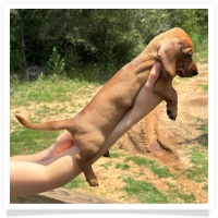 Rosie's CKC Red Short Hair Male with rear dew claws Miniature Dachshund Puppy