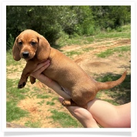 Rosie's CKC Red Short Hair Male with rear dew claws Miniature Dachshund Puppy