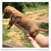 Rosie's CKC Red Short Hair Male with rear dew claws Miniature Dachshund Puppy