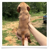 Rosie's CKC Red Short Hair Male with rear dew claws Miniature Dachshund Puppy