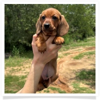 Rosie's CKC Red Short Hair Male Miniature Dachshund Puppy