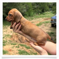 Rosie's CKC Red Short Hair Male Miniature Dachshund Puppy
