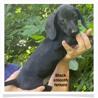 Ruby's AKC Solid Black Smooth Coat Female Miniature Dachshund Puppy