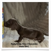 Ruby' AKC Chocolate Smooth Coat Male Miniature Dachshund Puppy