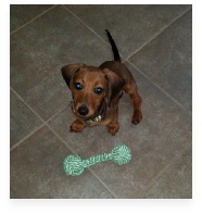 Rusty the Red Miniature Dachshund in His Happy Home!