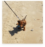 Rusty the Red Miniature Dachshund in His Happy Home!